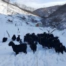 베틀농장 이미지