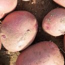 박재식농장 이미지