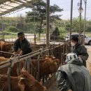 우량한우 이미지