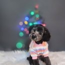 어쩔댕댕 이미지