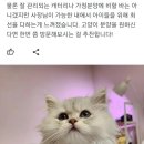 다다캣 | 수원고양이분양비용, 건강한 아가를 만나는 법