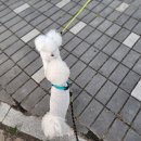 강라 행정사 사무소 네이버블로그
