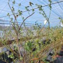 밀양농장 이미지