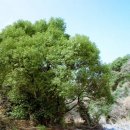 제주 도순리 녹나무 자생지 이미지