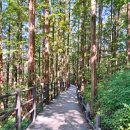 안산자락길 숲속카페 | 안산자락길 1코스 서울 도심 속 숲길에서 즐기는 반나절 산책