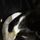 연기동물병원 | 고양이 MRI 후기 – 호흡 마취와 촬영 연기 경험 (해마루 동물병원)