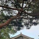 대애보이차 고수 네이버블로그