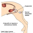 24시폴동물병원 이미지