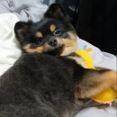 똘이살롱 | 신림 애견미용실 추천 - 똘이살롱