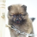 봄봄펫살롱 이미지