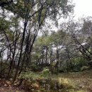 문장대식당 | 백두대간 제 24구간, 늘재~ 밤티재~ 속리산 문장대 ~ 천왕봉 ~ 형제봉 ~ 비조령