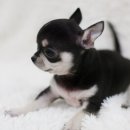 여니네 치와와 분양 이미지