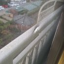 세븐일레븐 광주매곡서광점 | 방충망 교체 업체 필요할땐! PD산업 (광주 방충망 교체 작업후기)