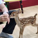8월 4주차 - 듀라 (꽃 사슴 🦌) 이미지