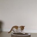 아리아리동동 이미지