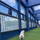 워너비독 이미지