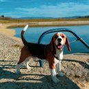 하운드펫 이미지