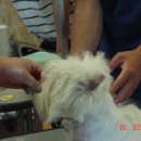 화이트그루밍 이미지