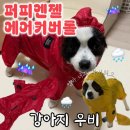 퍼피엔젤 | 퍼피엔젤 강아지 우비 쏘오옥 우비 대신 구매한 후기