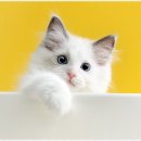 강아지분양 고양이분양 멍앤냥 수원점 이미지