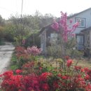 대파니힐링팜 이미지