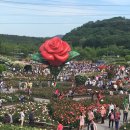 울산대공원 장미축제 2019 이미지