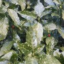 금식농장 이미지