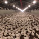 만수양계장 이미지