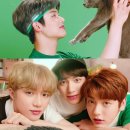 강아지와 고양이(Dog & Cat) 이미지