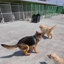 휴먼앤독 이미지