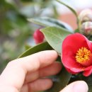 미스동백 이미지