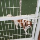 도그야 놀자 이미지