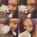 뽀뽀애견 이미지