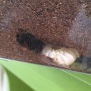 선명사슴농장 이미지