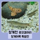 쉬리 | 청계천 광교갤러리 청계어록 담수어류 물고기 전시회 특별전 후기 주차 그리고 쉬리