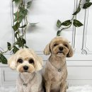 엔젤라독 이미지