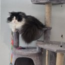 페르시안 고양이 rehoming 이미지