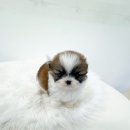 동일애견샵 | 몽냥몽냥김포점 vs 일반 애견샵 차이 (허위분양·건강보증까지 포함한 현실 비교)