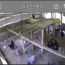 20240519-청계닭 자연부화 시작 이미지