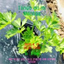 2026.04.15. Tango en mi 수요정모밀롱가 공지(26주년 기념파티 공지 있음 주의!!!) 이미지