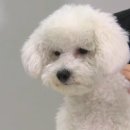 강아지를 부탁해 이미지