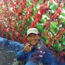 산골백두 이미지