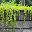 황새울5길 이미지