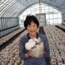 경주버섯 이미지