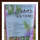 루핀(lupine)=루피너스=층층이부채꽃// 어버이 은혜에 감사드립니다 이미지