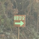 11545-04-02-14 | 제주도 비밀의숲 포토스팟 감성 숲길 산책하기 좋은 곳 스냅촬영 후기