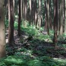 순천 나무숲 이미지