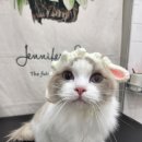 잔다냥 성남점 이미지