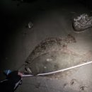 플루트(야간) 이미지