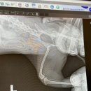 몽마르뜨 동물병원 이미지